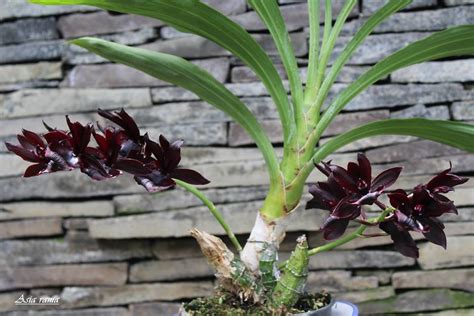 From Orchid Enthusiasts to Professionals: Monnierara Millenniu mmagic for Everyone